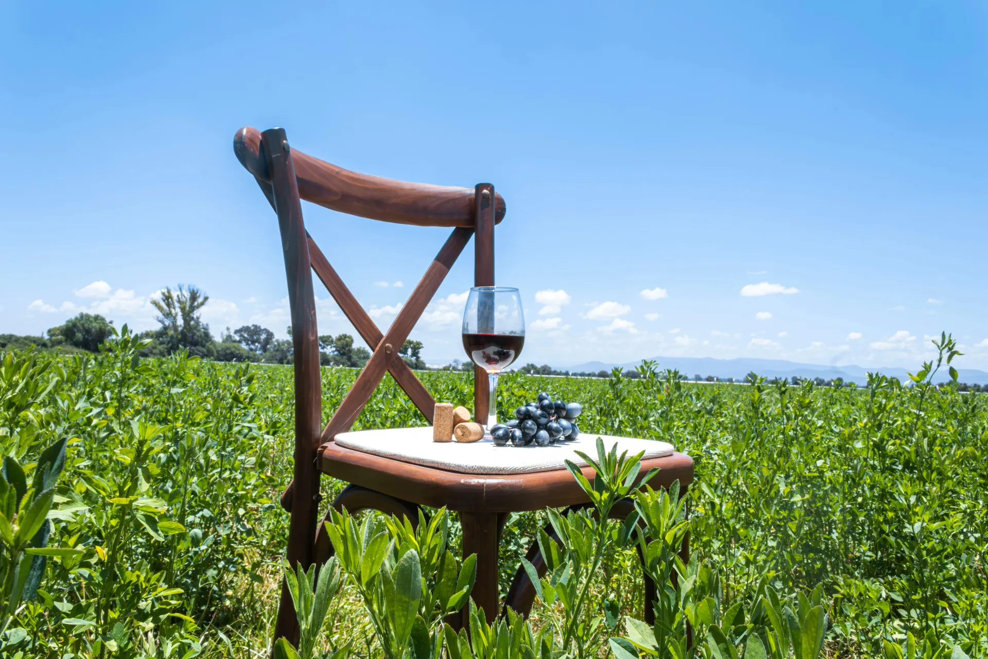 Domaine viticole élégant avec terrasse de dégustation