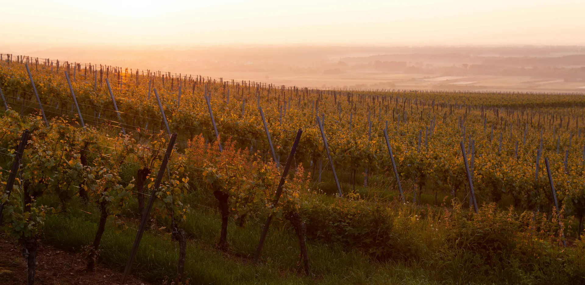 Route rurale traversant des vignobles en fin d’après-midi